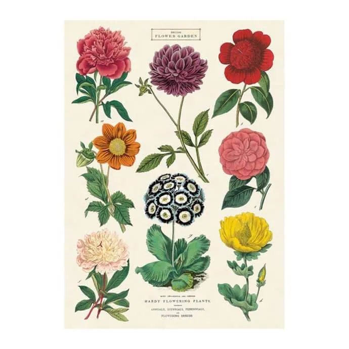 Affiche vintage botanique - Odette & Lulu